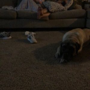 Meet your Posher, Trevor